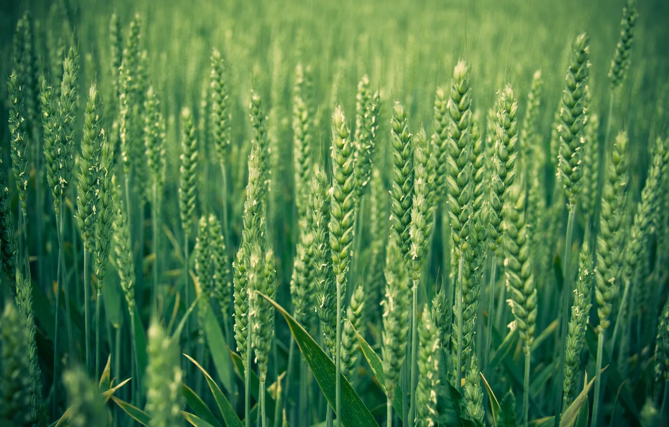 Photo wallpaper grass, macro, ears