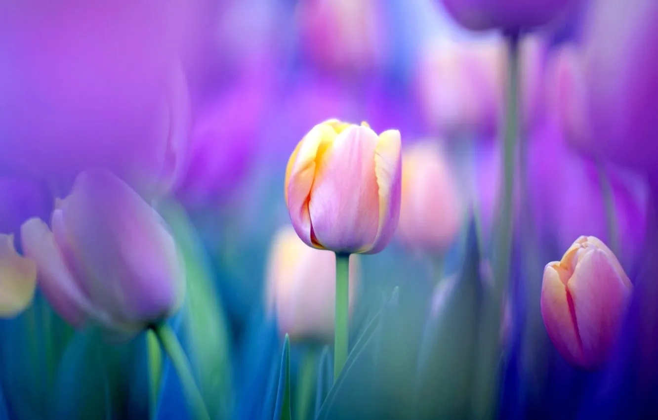 Photo wallpaper field, nature, Wallpaper, meadow, tulips