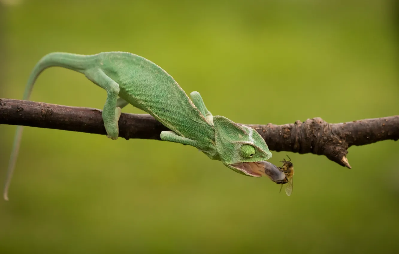 Photo wallpaper language, face, chameleon, green, food, lizard, insect, hunting