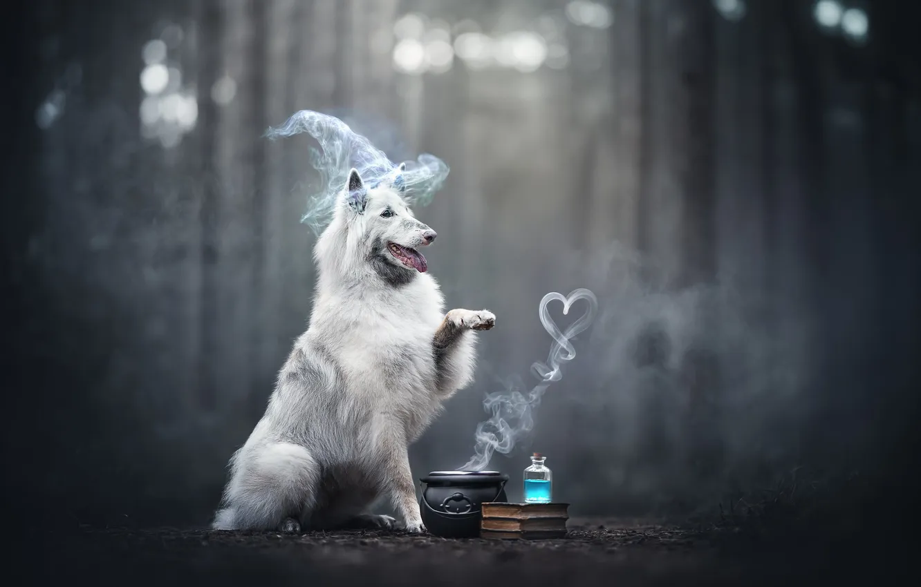 Photo wallpaper magic, dog, paws, pot, book, Halloween, Belgian shepherd, Tervuren