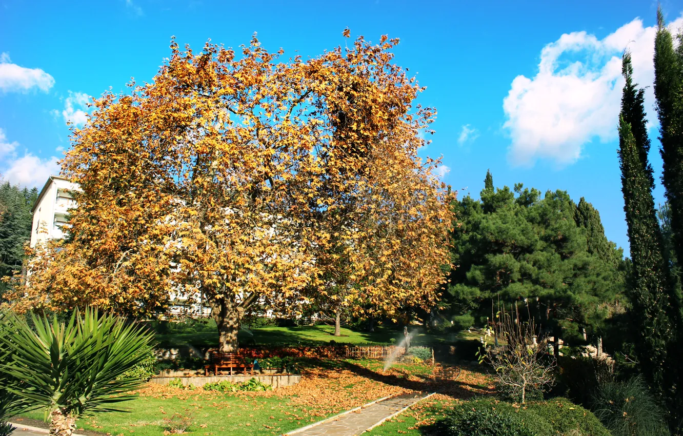 Photo wallpaper autumn, the sky, leaves, clouds, trees