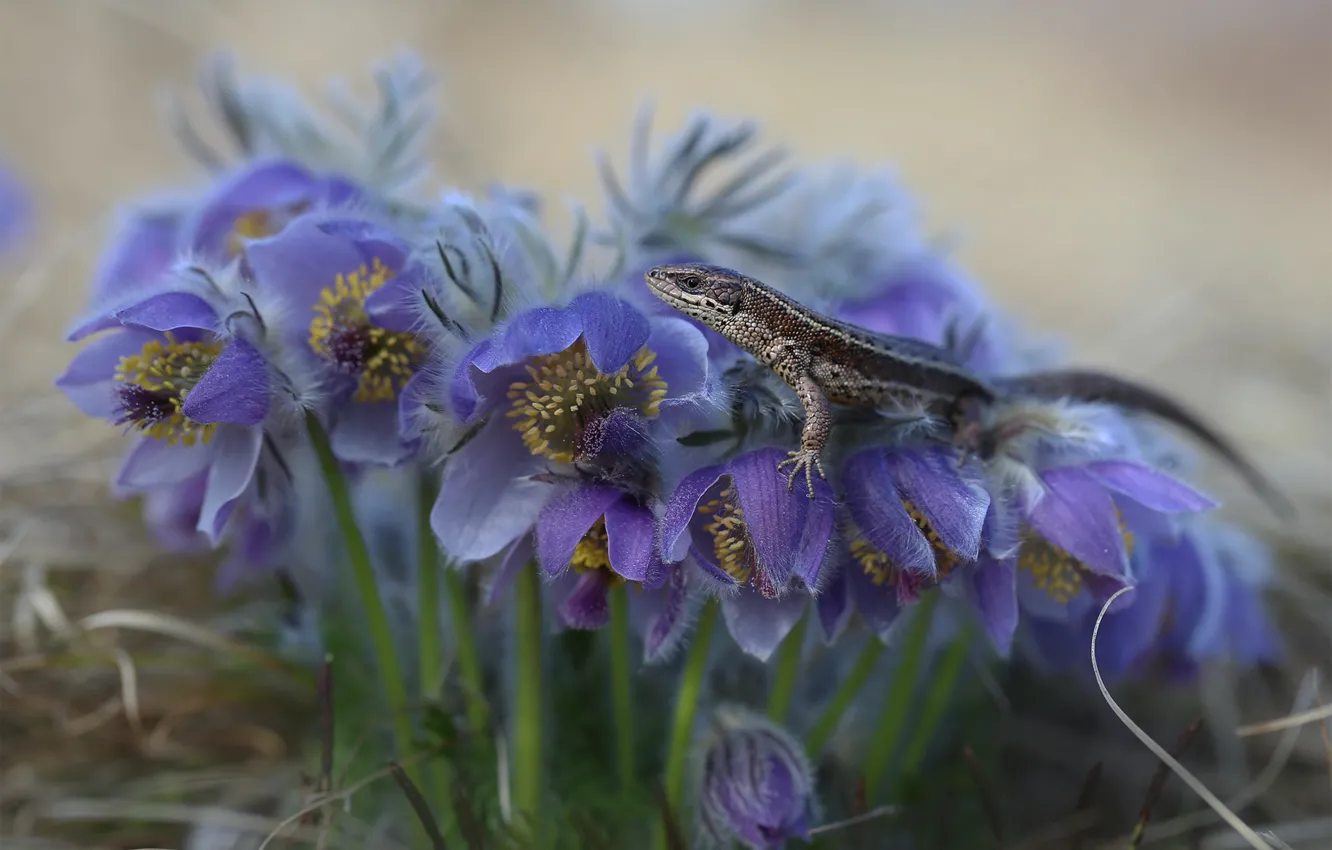 Photo wallpaper flowers, nature, lizard, primrose, sleep-grass, cross, Yevgeny Levin