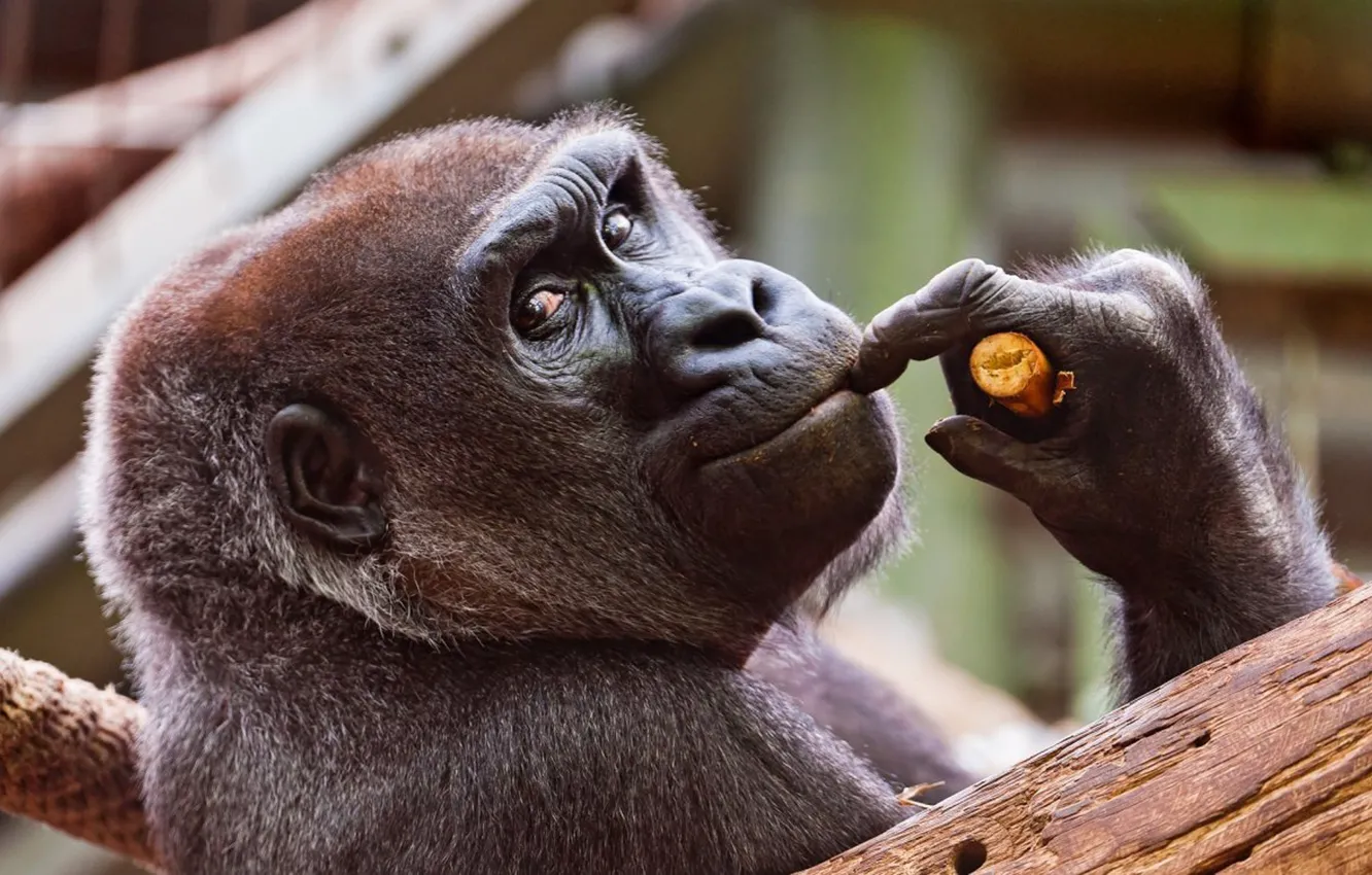 Photo wallpaper animal, wildlife, Gorilla