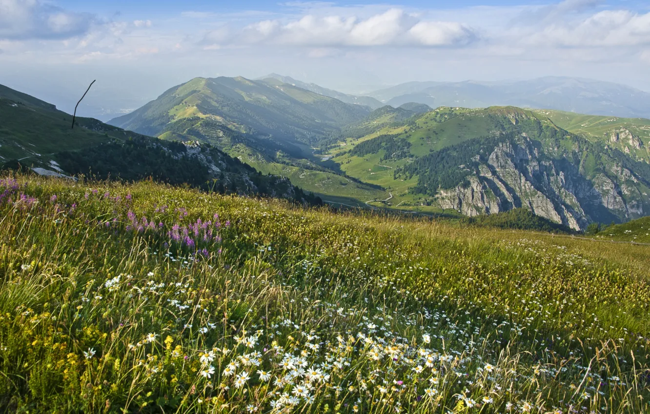 Photo wallpaper flowers, mountains, chamomile, valley, meadow