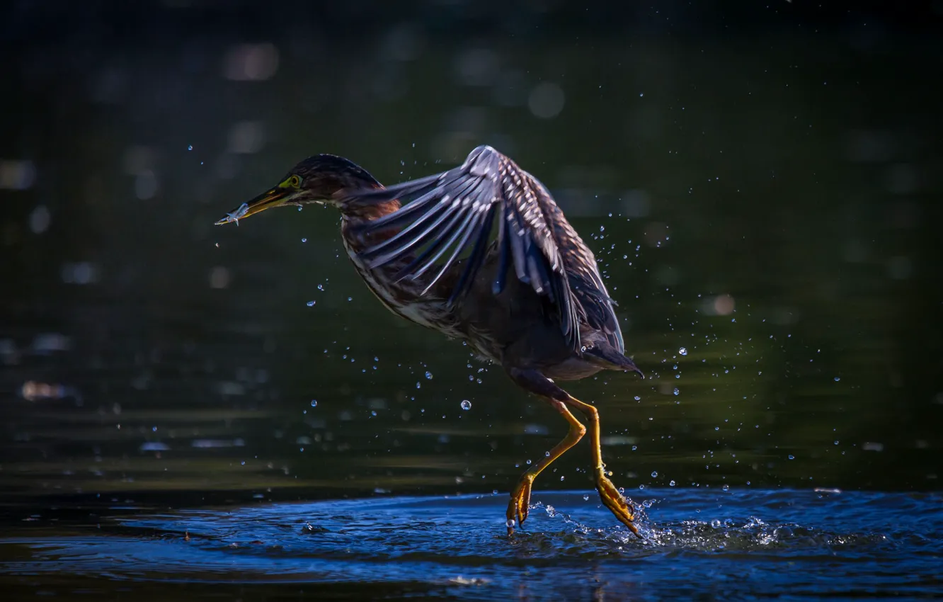 Photo wallpaper bird, water, Texas, pond, Pasadena, Green Heron, Horsepen Bayou