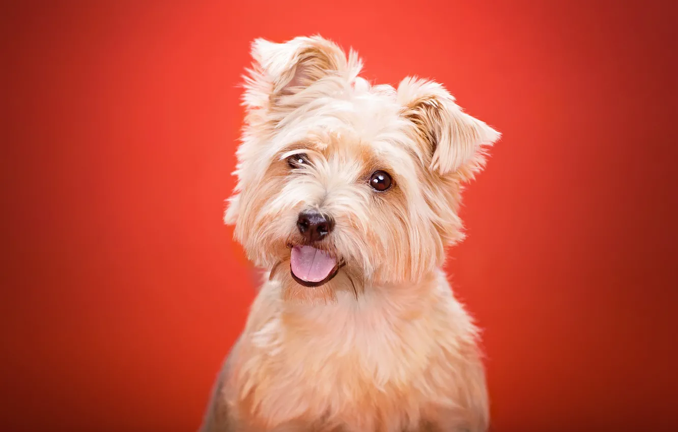 Photo wallpaper language, look, background, dog, Yorkshire Terrier