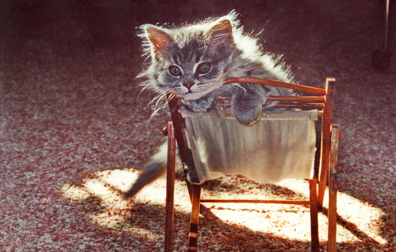 Photo wallpaper texture, kitty, chair