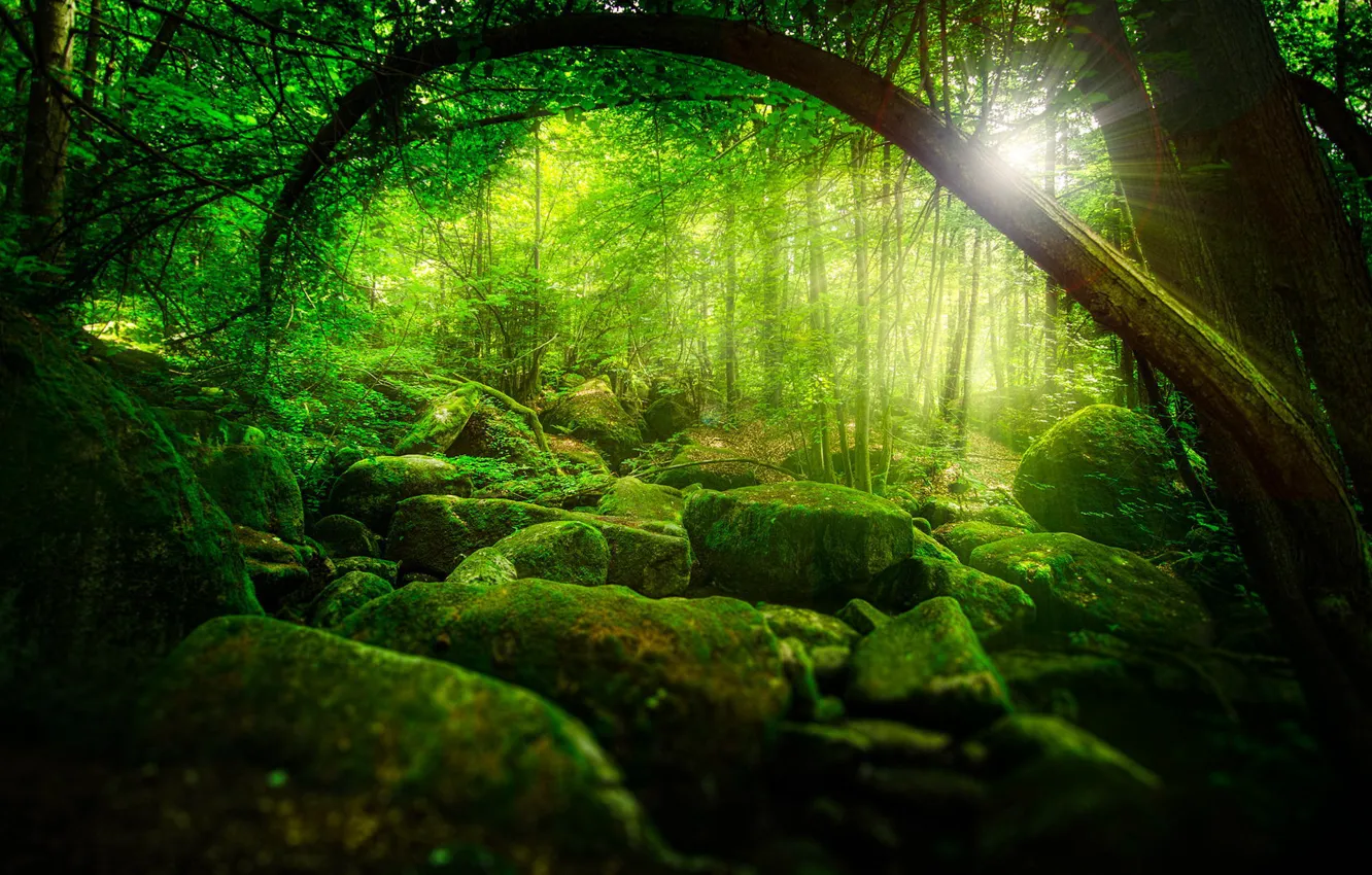 Photo wallpaper greens, forest, the sun, rays, trees, nature