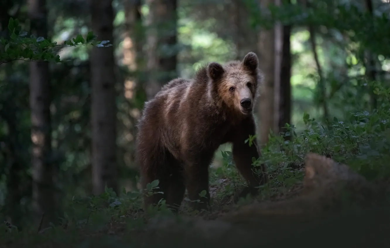 Photo wallpaper forest, look, face, trees, pose, stones, thickets, foliage