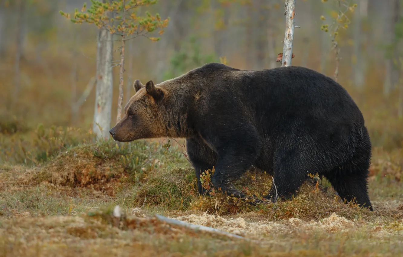 Photo wallpaper autumn, forest, bear, walk