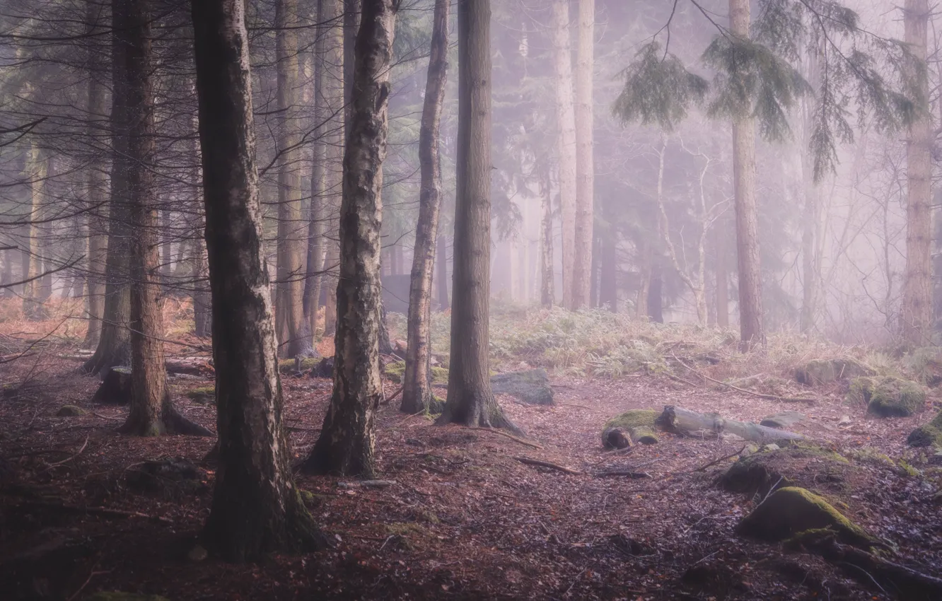 Photo wallpaper forest, trees, fog, pine