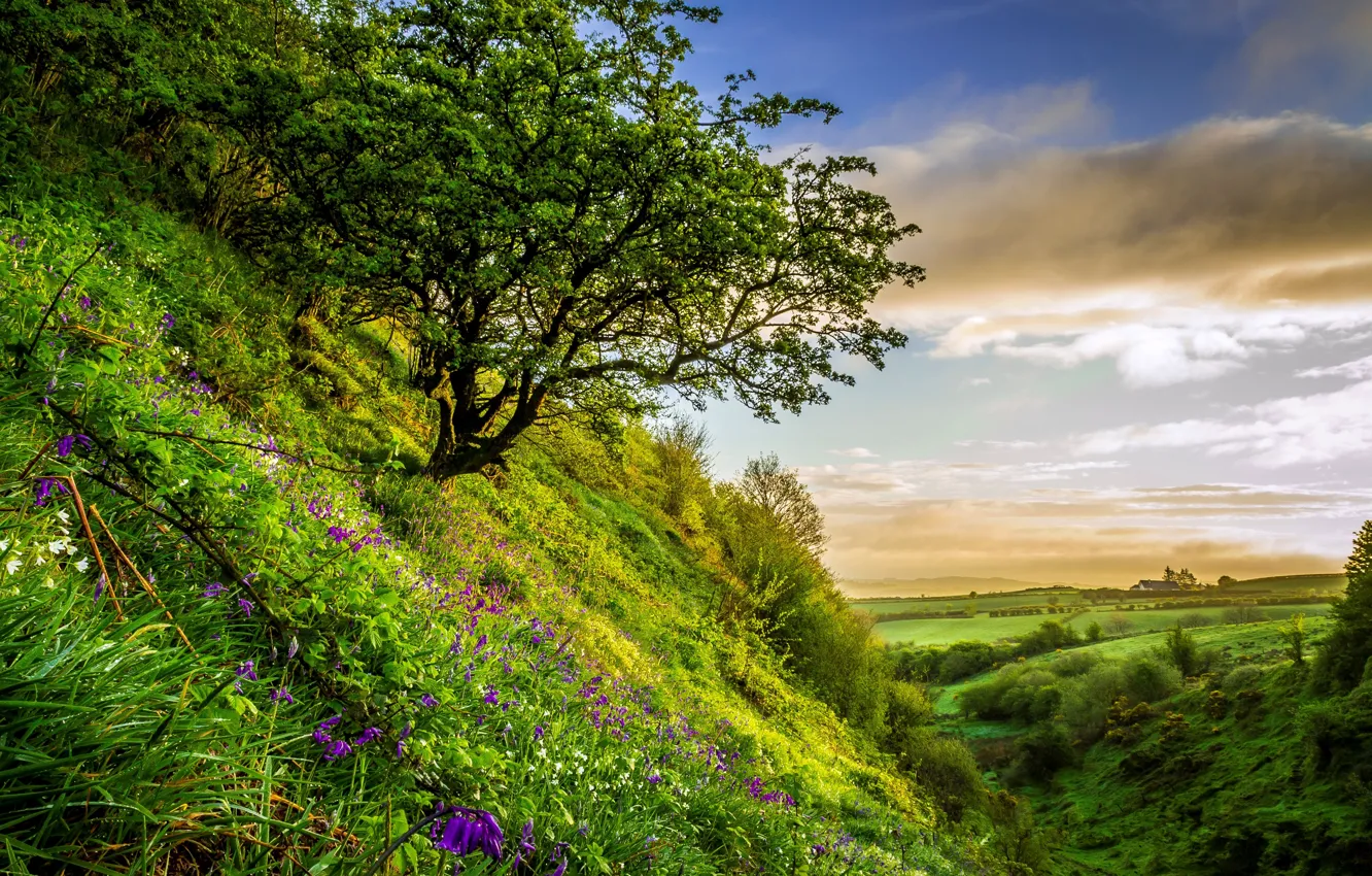 Photo wallpaper greens, summer, grass, flowers, field, slope, hill, the bushes