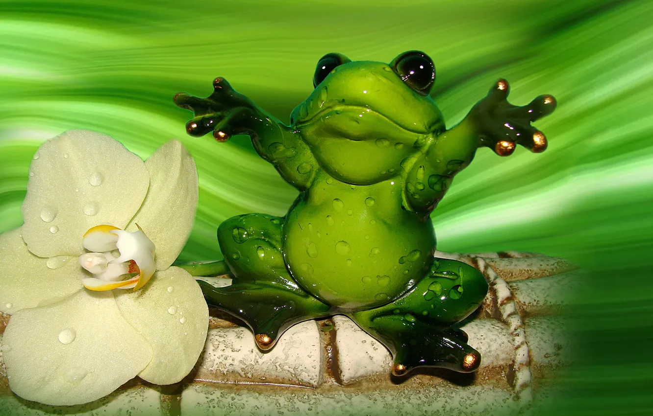 Photo wallpaper frog, Orchid, the Wallpapers, author's photo by Elena Anikina