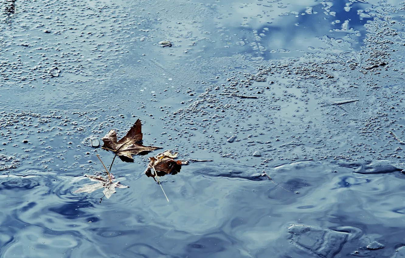 Photo wallpaper autumn, leaves, water