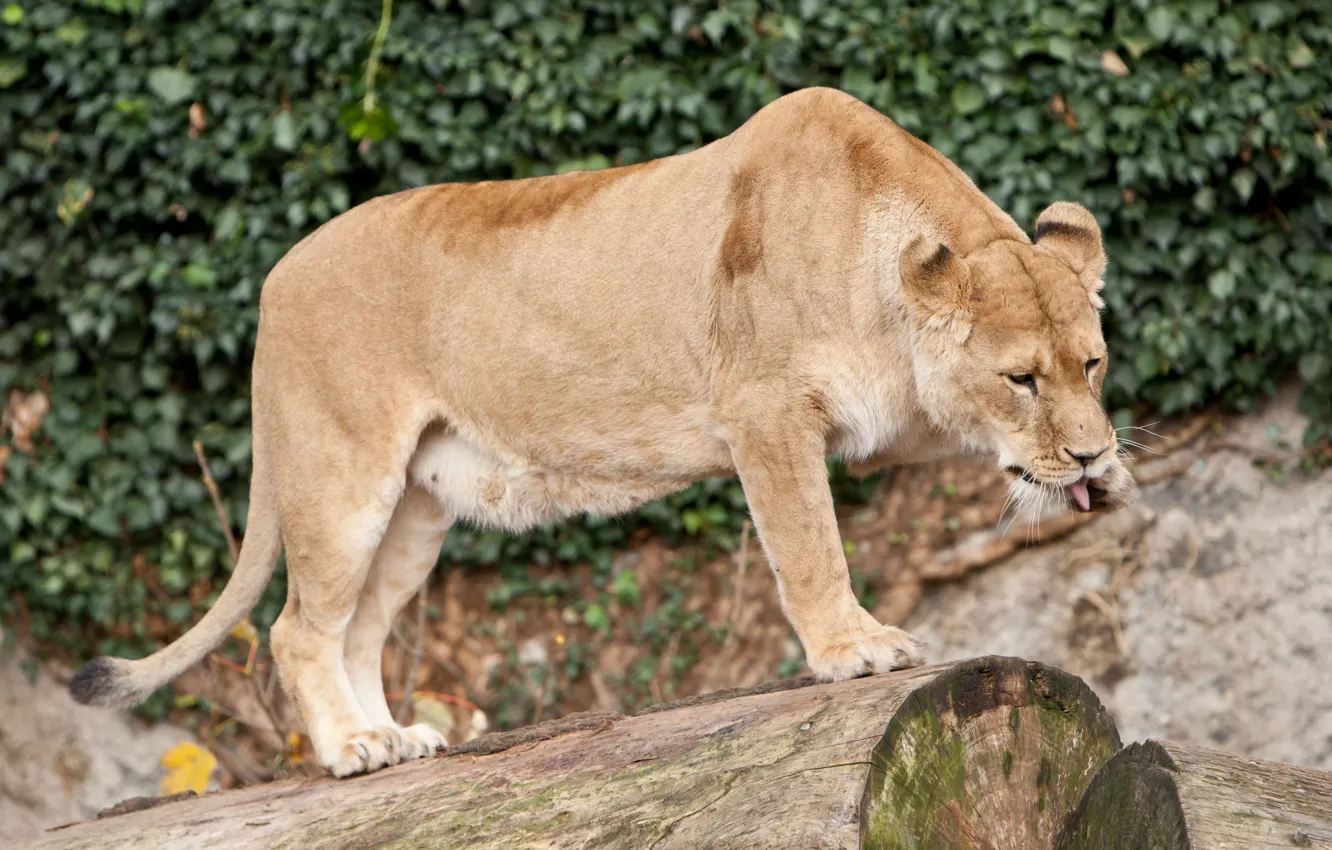 Photo wallpaper cat, log, lioness