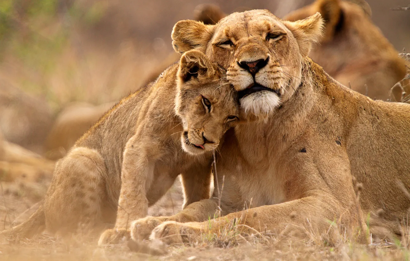 Photo wallpaper Kitty, Lioness, Lion, Lions, Big cat, Uganda, Uganda, Queen Elizabeth National Park