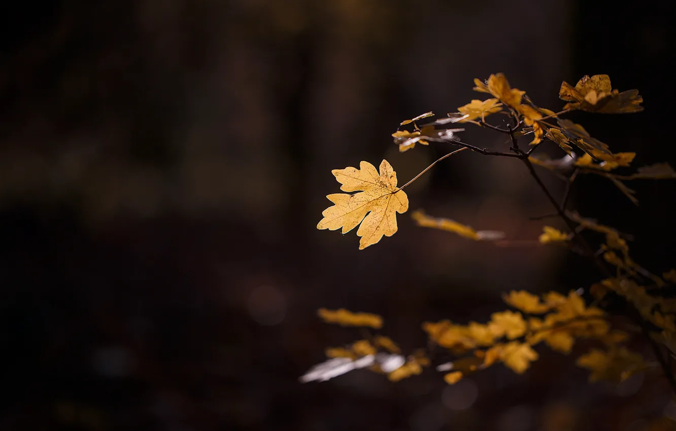 Photo wallpaper autumn, macro, light, sheet, foliage, branch, leaf, the dark background