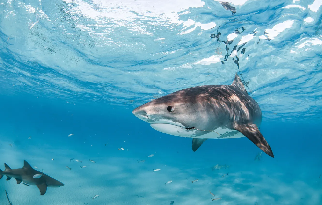 Photo wallpaper sea, blue, fish, shark, underwater world, under water