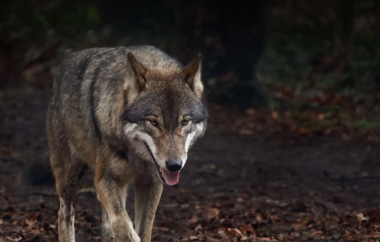 Photo wallpaper nature, Gray Wolf, face, animal, wolf, canis lupus, wildlife, head
