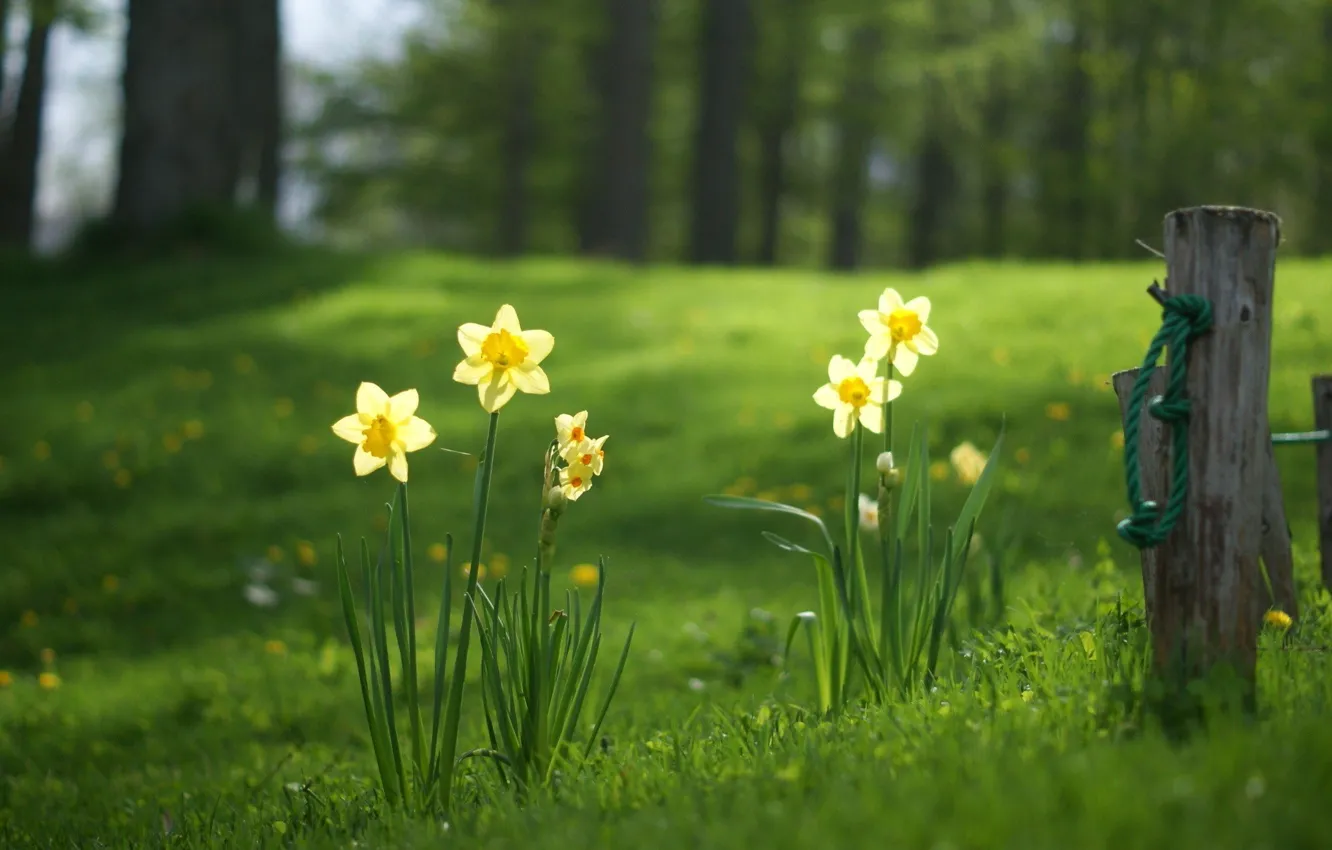 Photo wallpaper field, flowers, fence, grass, trees, nature, flowers, landscapes