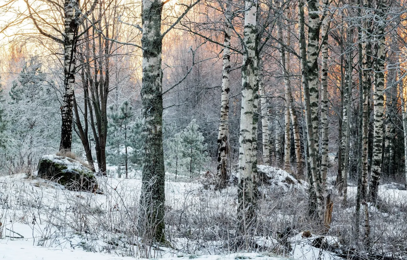 Photo wallpaper winter, forest, nature, birch, Mixed