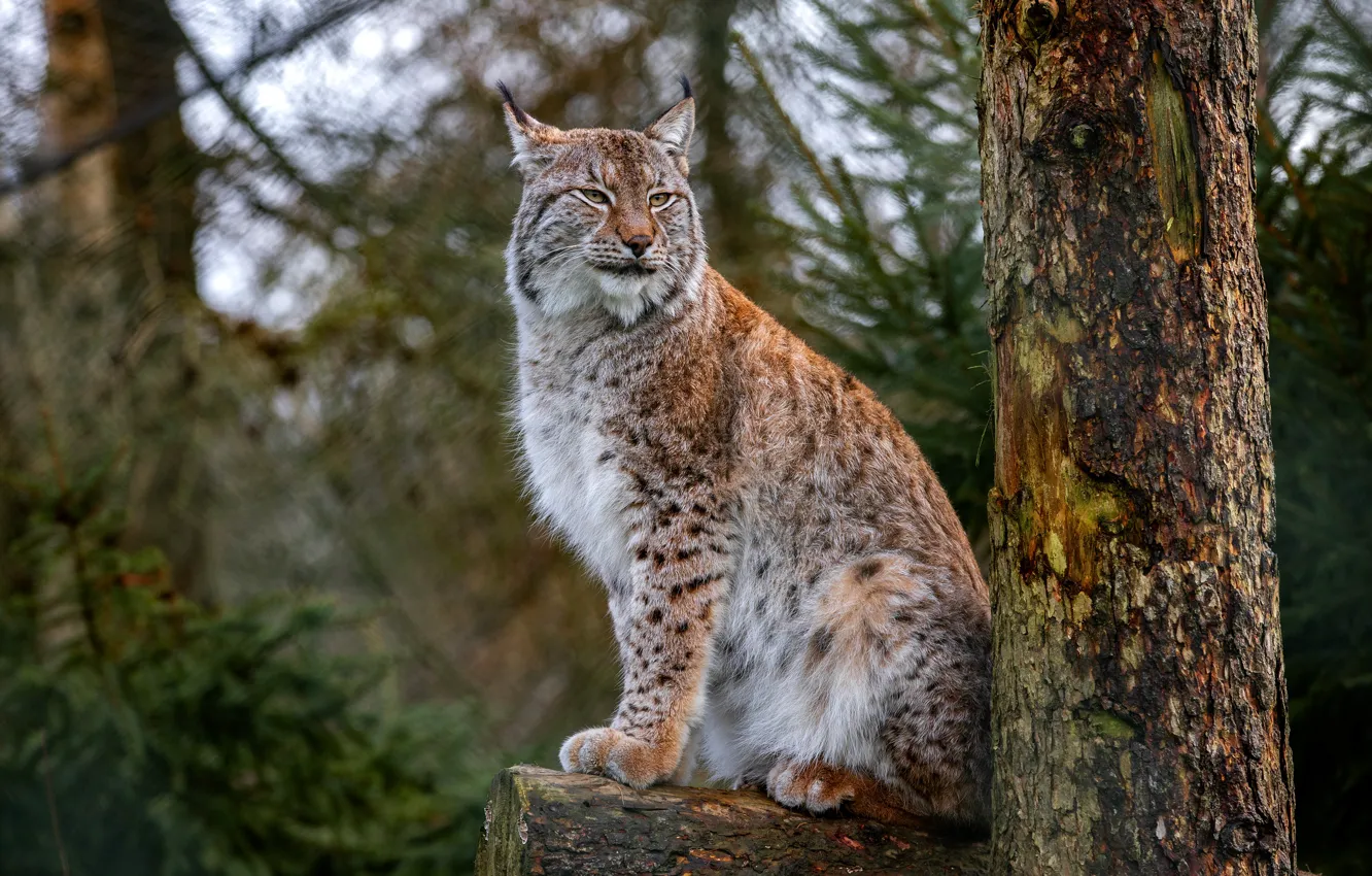 Photo wallpaper forest, trees, branches, trunk, log, lynx, sitting