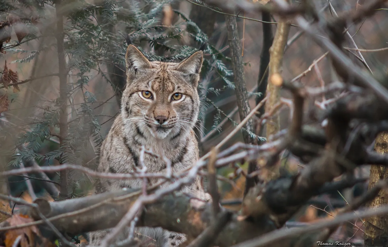 Photo wallpaper look, branches, lynx