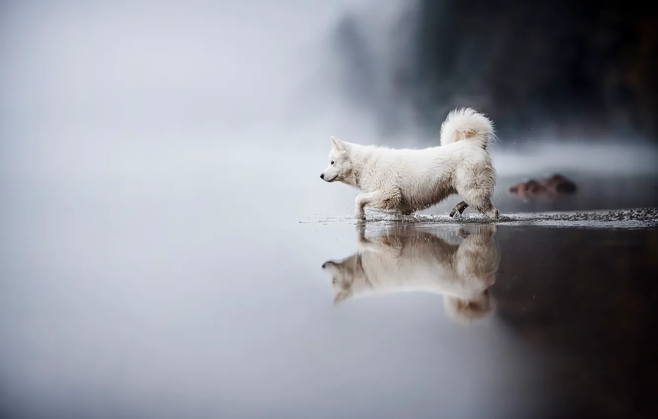 Photo wallpaper water, fog, lake, reflection, shore, dog, morning, bathing