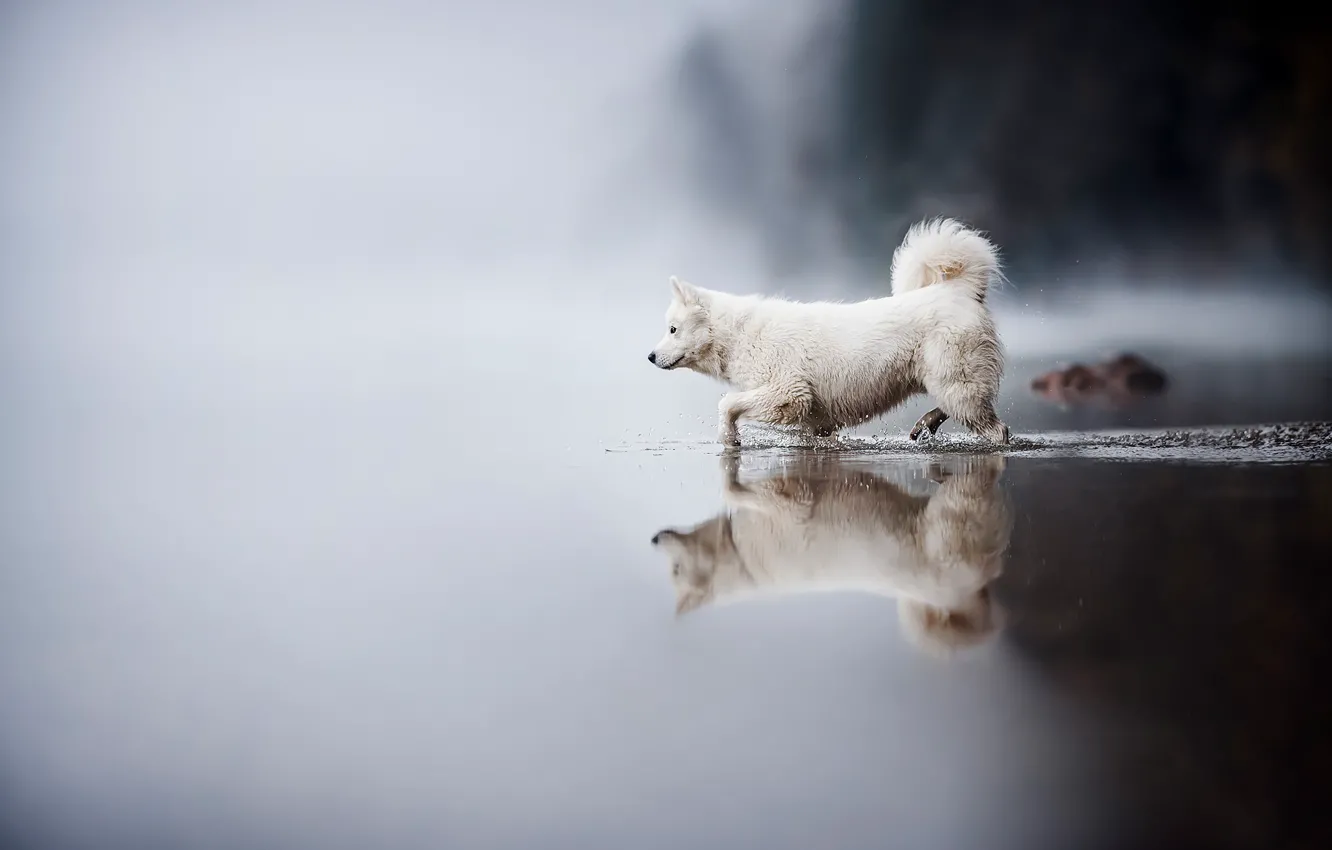 Photo wallpaper white, water, fog, lake, reflection, shore, dog, morning