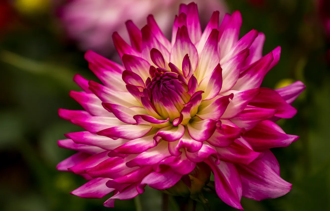 Photo wallpaper macro, flowers, background, petals, garden, pink, bokeh, two-tone