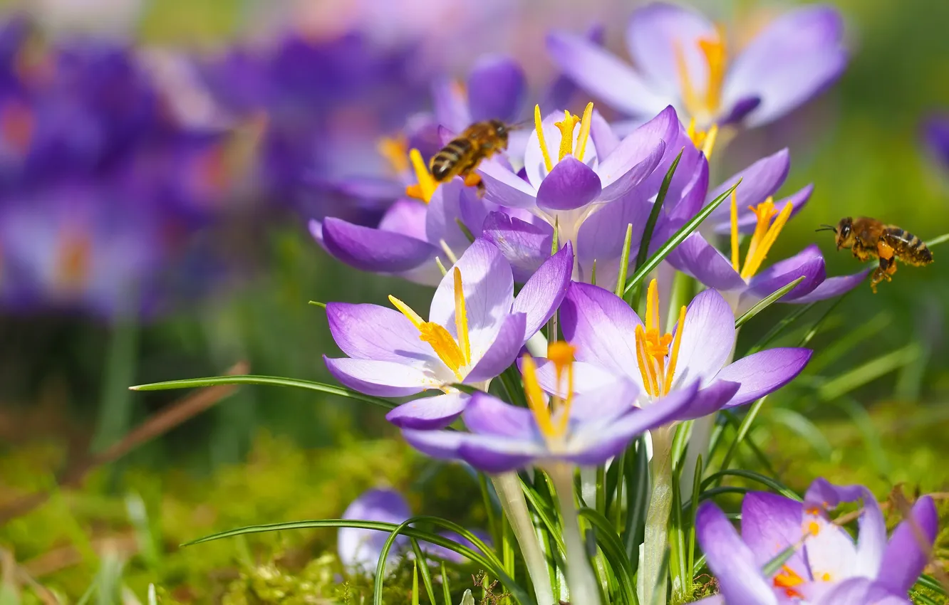 Photo wallpaper light, flowers, bee, glade, bright, spring, crocuses, insect
