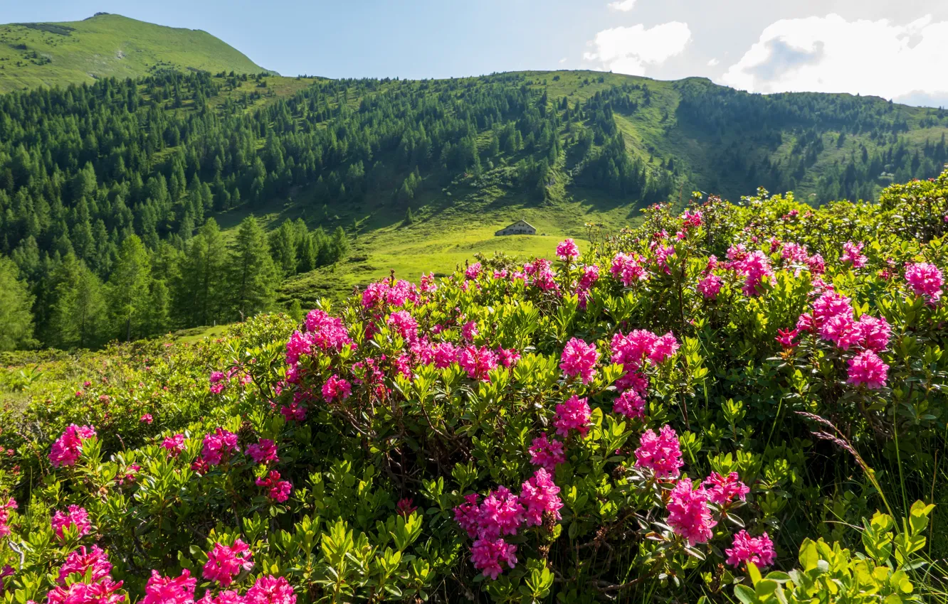 Photo wallpaper forest, flowers, mountains, house, pink, the bushes, rhododendrons