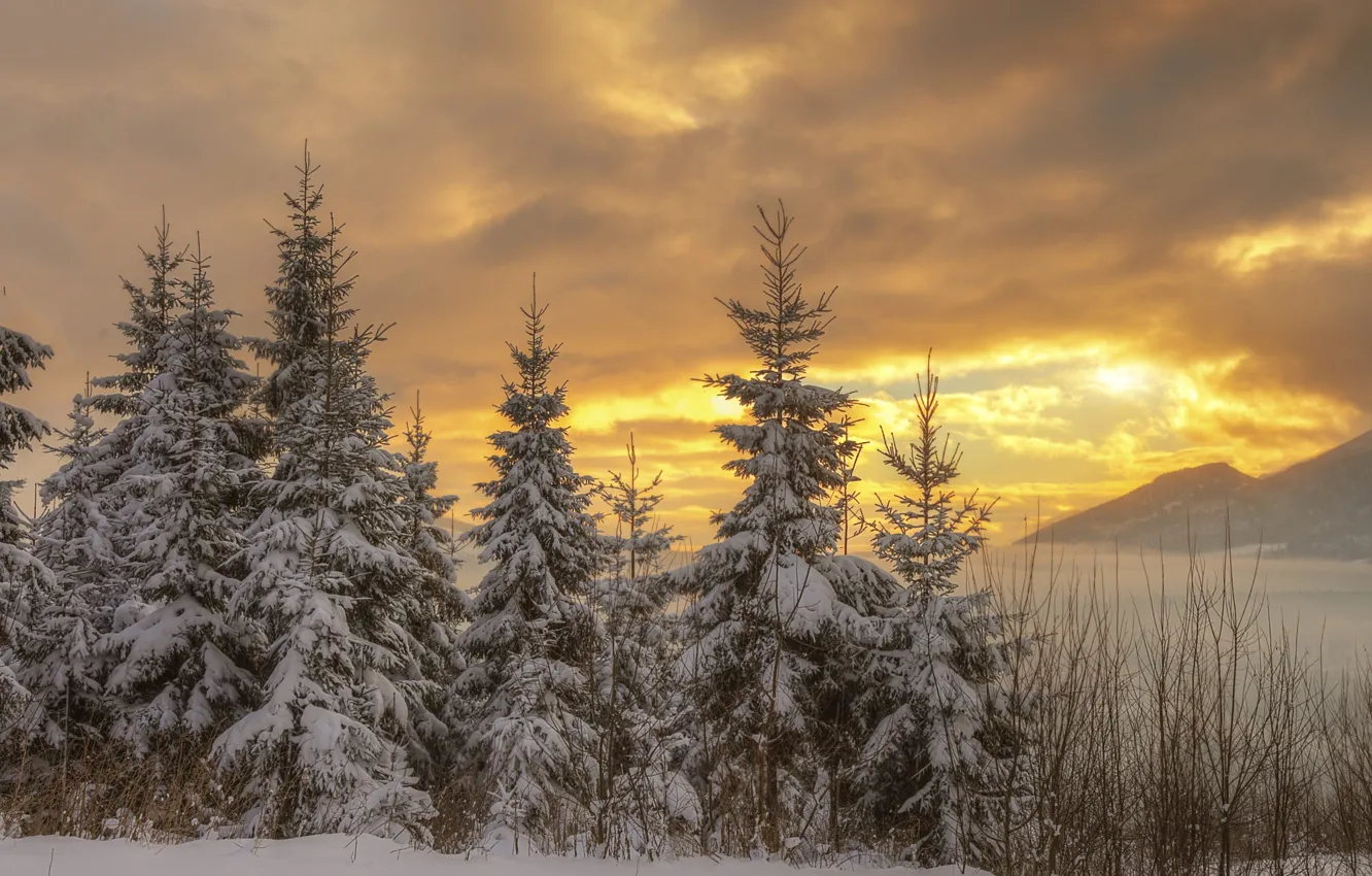 Photo wallpaper winter, forest, the sky, the sun, clouds, light, snow, sunset