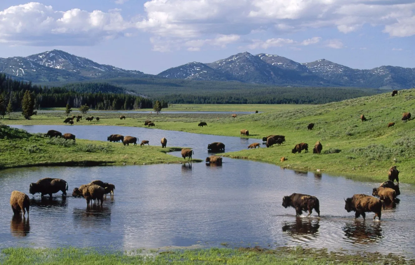 Photo wallpaper park, national, american, Wyoming, bison, yellowstone