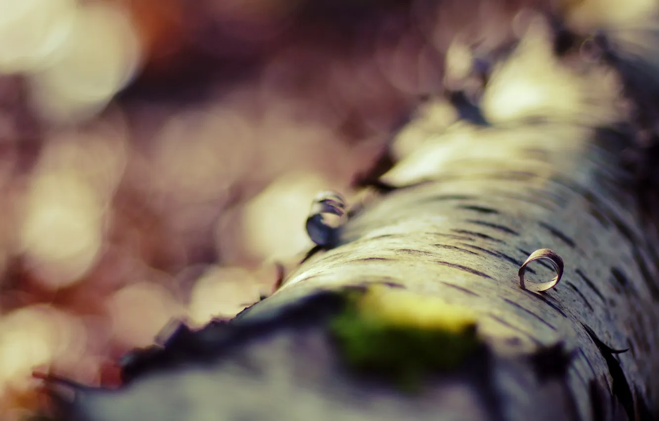 Photo wallpaper macro, trees, bark, birch