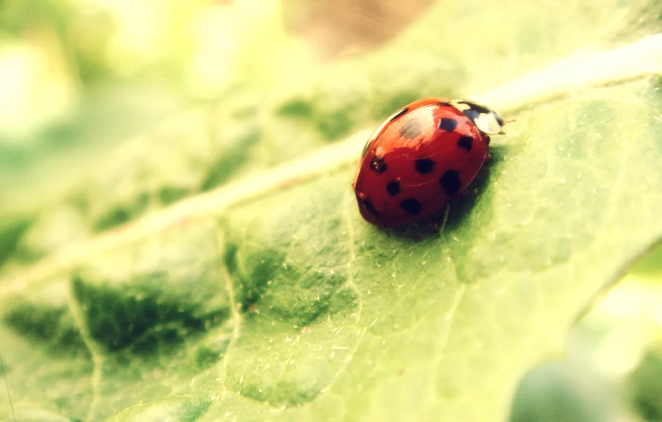 Photo wallpaper leaf, ladybug, bug