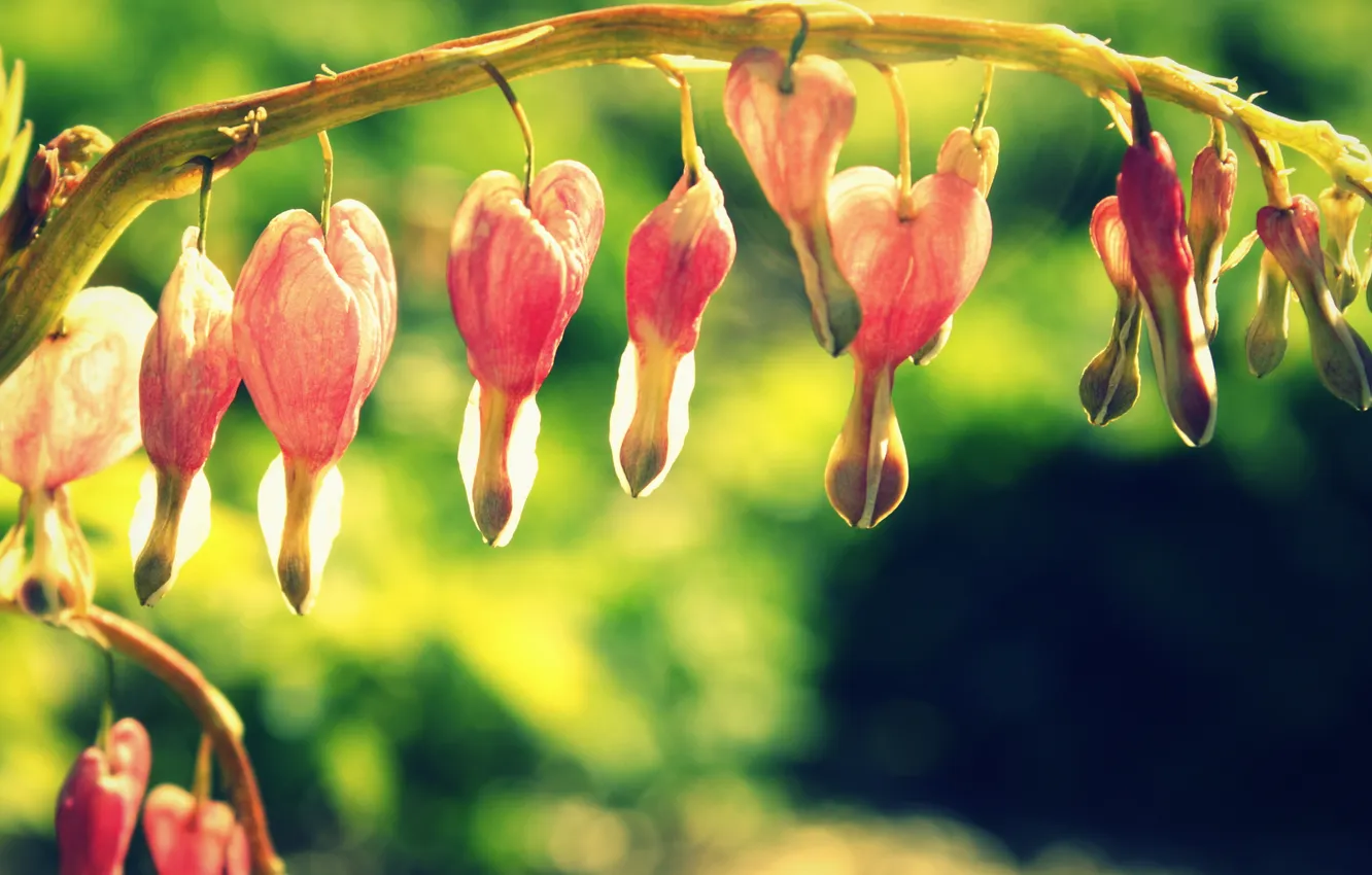 Photo wallpaper flower, branch, pink, broken heart, the bleeding heart