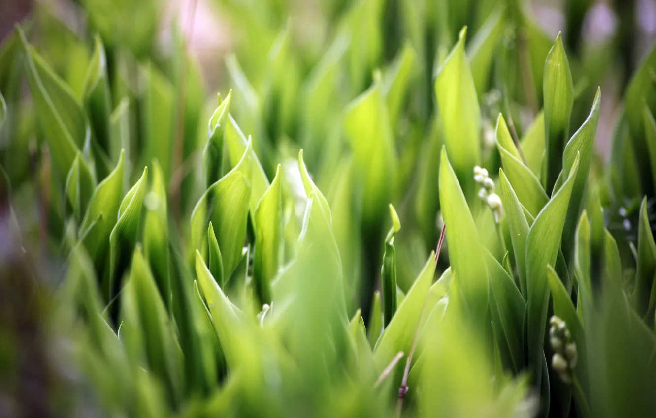 Photo wallpaper grass, macro, nature, lilies of the valley, macro, soft