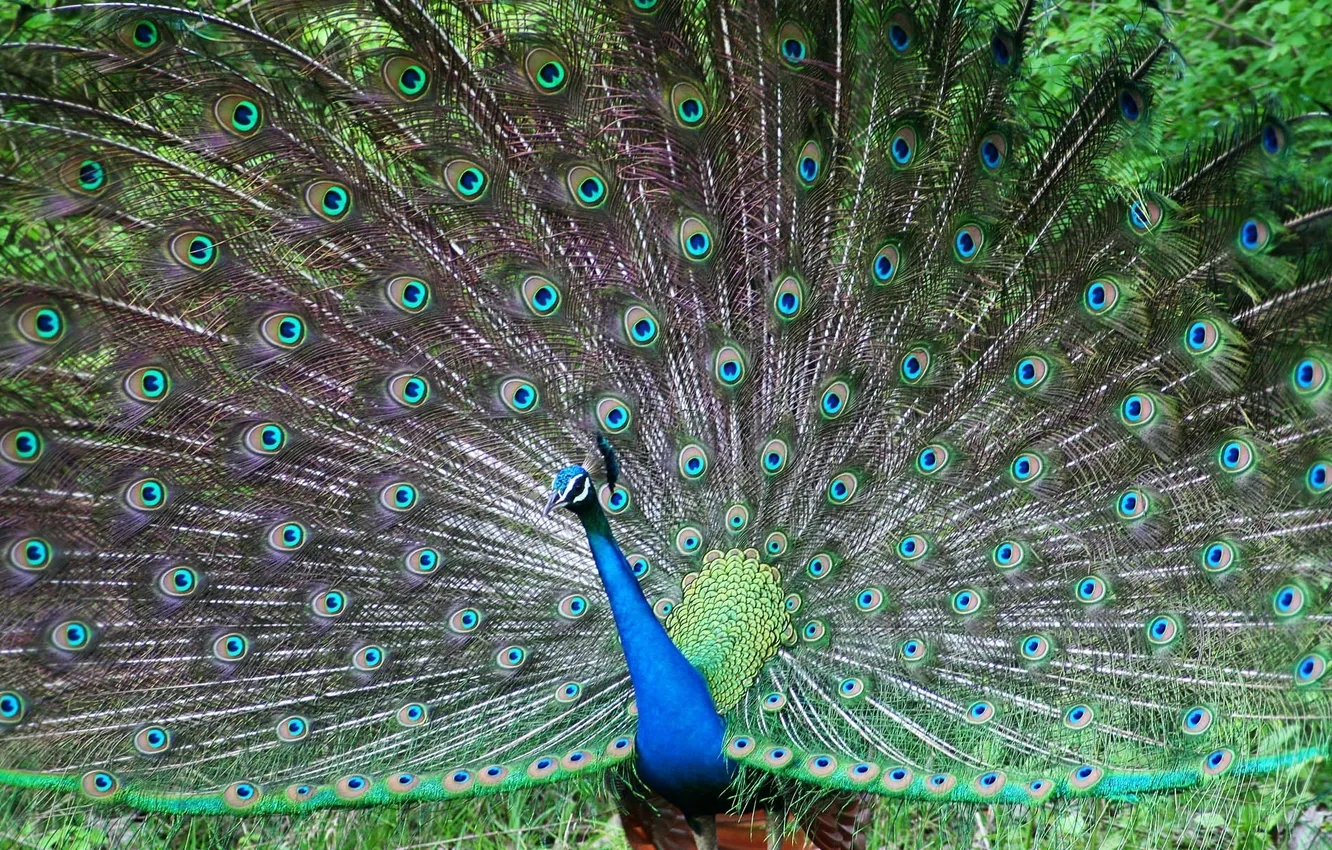 Photo wallpaper bird, tail, peacock