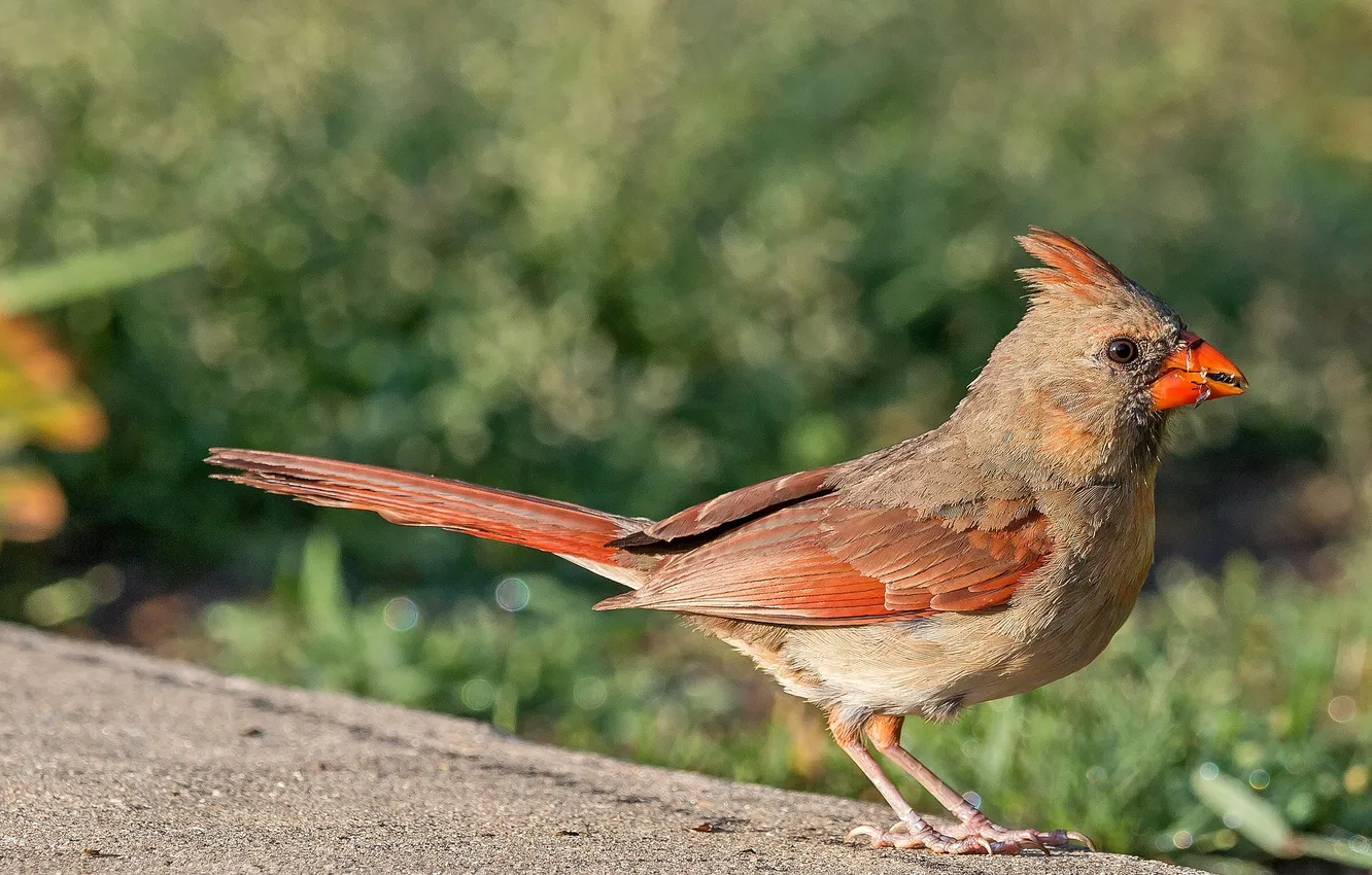 Photo wallpaper nature, bird, beak, tail, cardinal