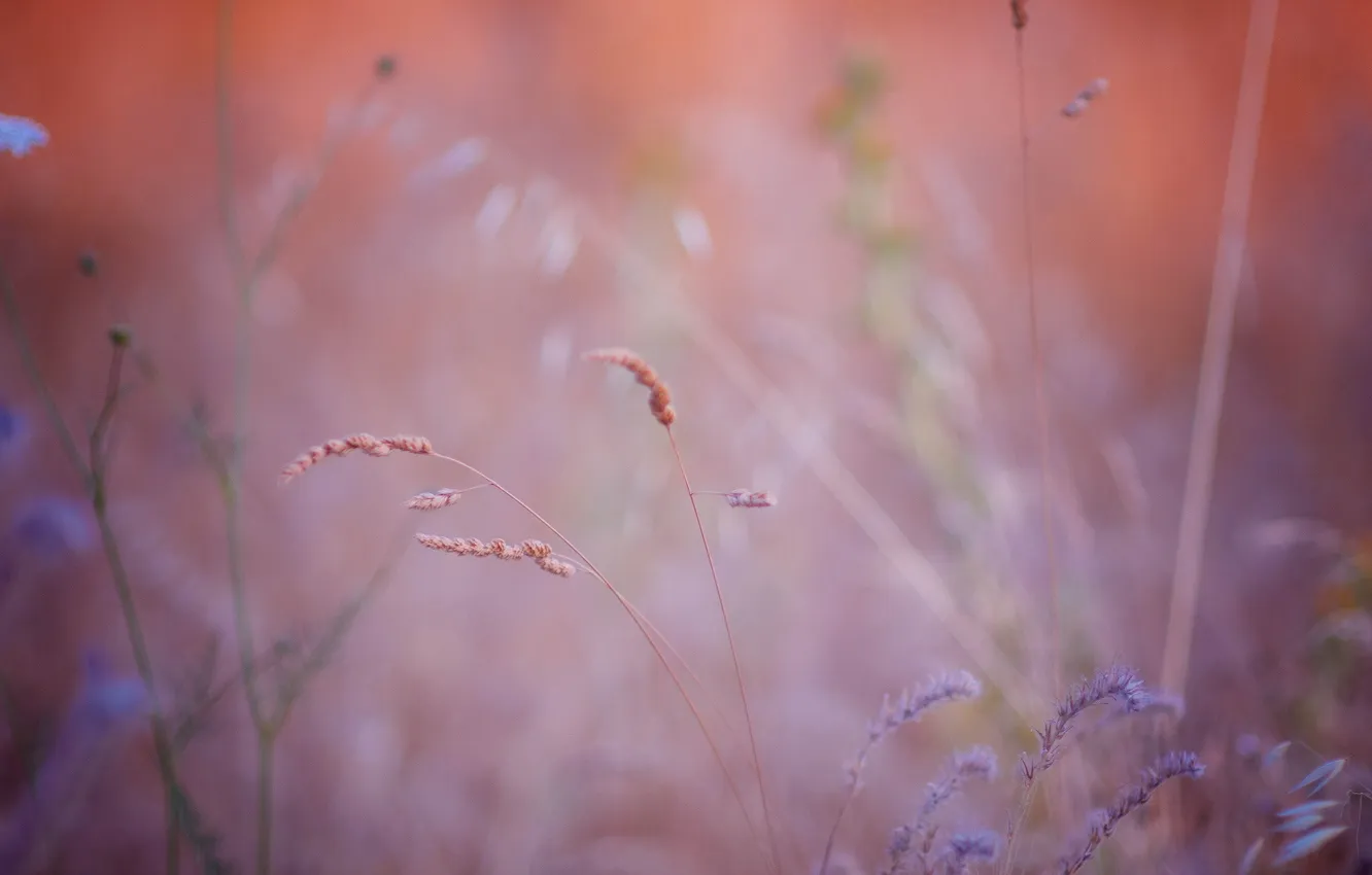 Photo wallpaper background, spikelets, a blade of grass