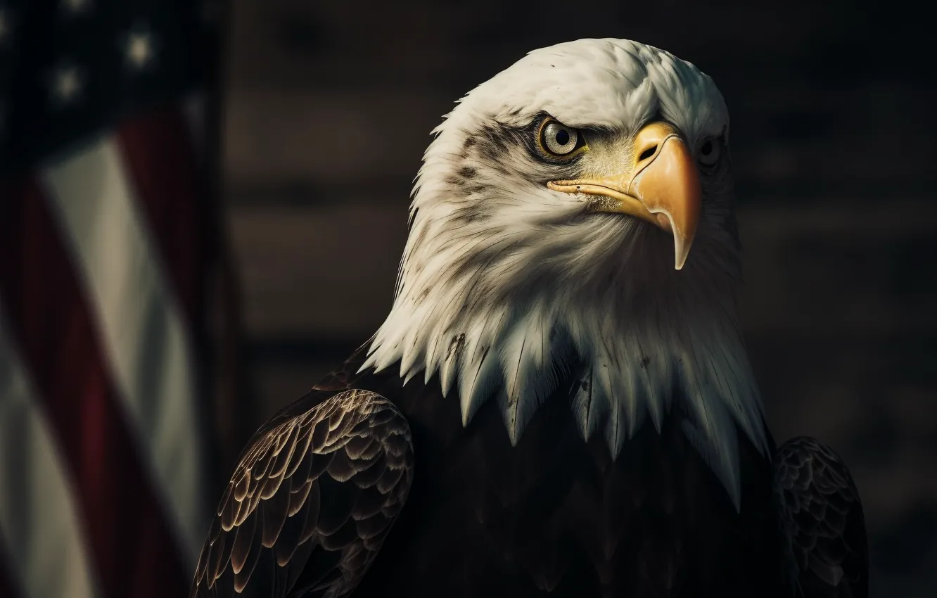 Photo wallpaper look, bird, eagle, predator, head, beak, flag, USA