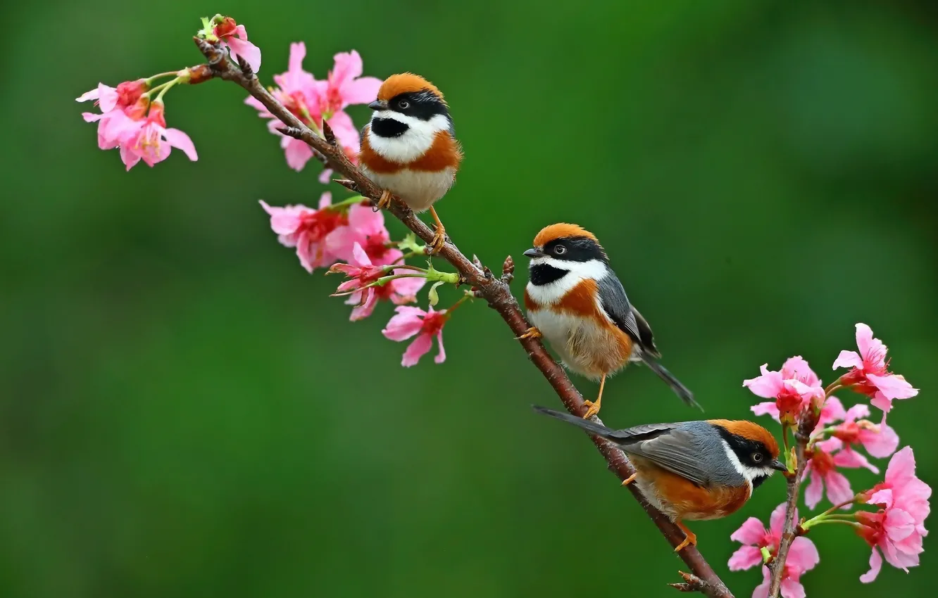 Photo wallpaper flowers, branches, nature, bird, the black - throated bushtit
