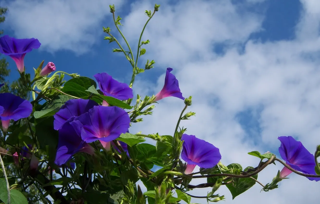 Photo wallpaper purple, the sky, clouds, flowering, bindweed, mamala ©