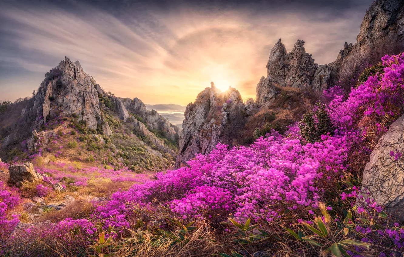 Photo wallpaper the sun, flowers, mountains, rocks, spring, pink, the bushes, Azalea