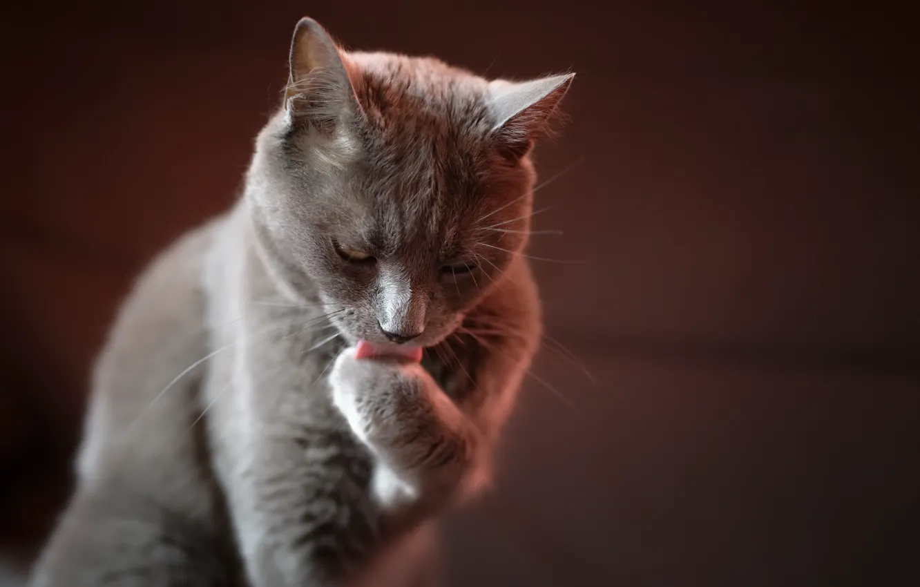 Photo wallpaper cat, comfort, home