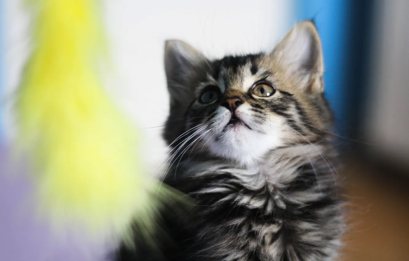 Photo wallpaper cat, cat, look, pose, face