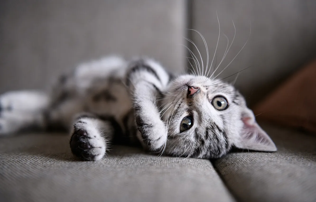 Photo wallpaper cat, look, pose, grey, sofa, legs, kitty, face