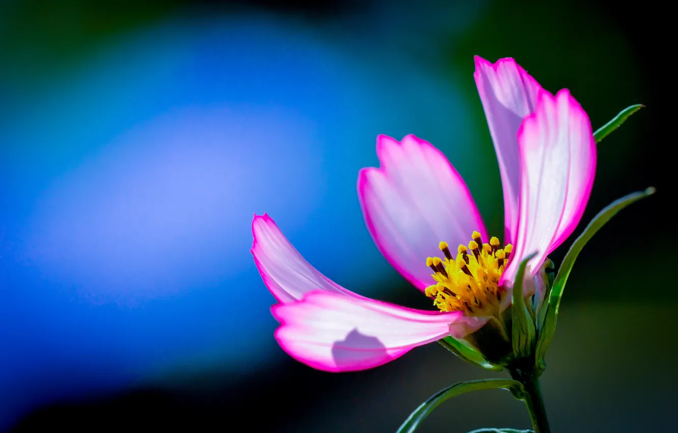 Photo wallpaper space, macro, background, petals, kosmeya