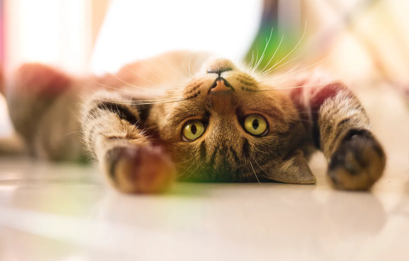 Photo wallpaper cat, cat, look, pose, grey, paws, lies, light background